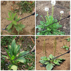 Robuste Gartenhaue