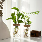 Elegante Glas-Hydrokultur-Vase