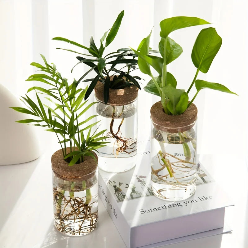 Elegante Glas-Hydrokultur-Vase