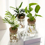Elegante Glas-Hydrokultur-Vase