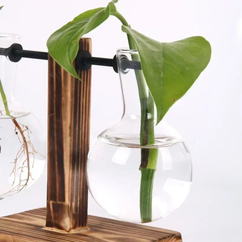 Elegantes Hydroponic-Terrarium