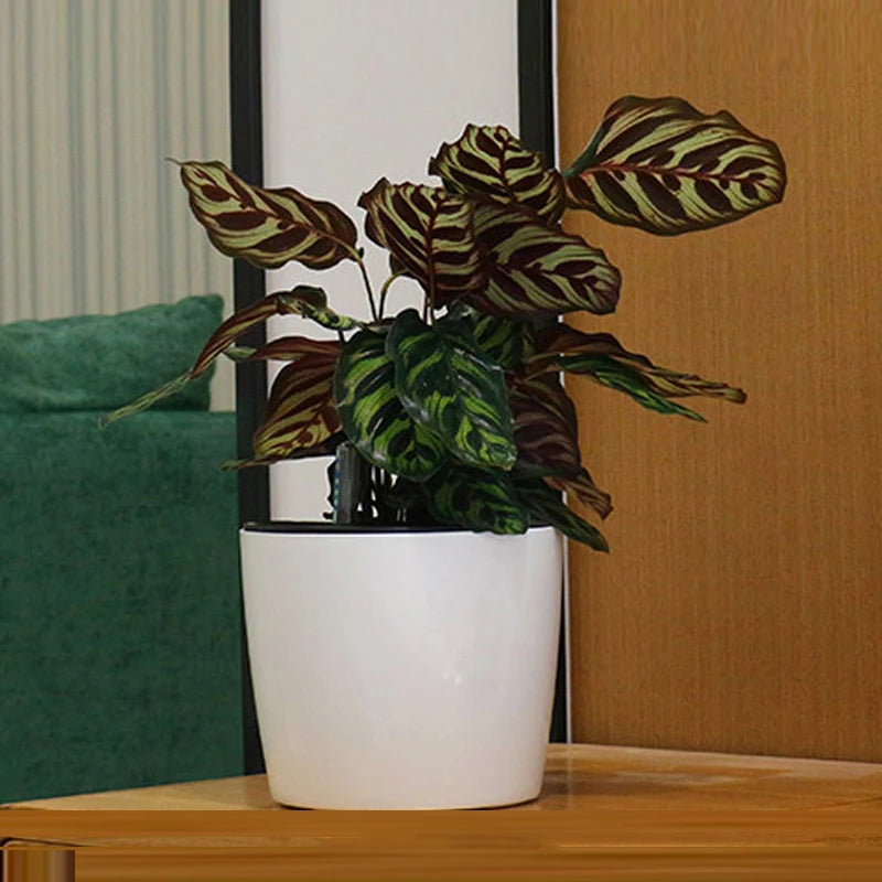 Selbstbewässernder Blumentopf