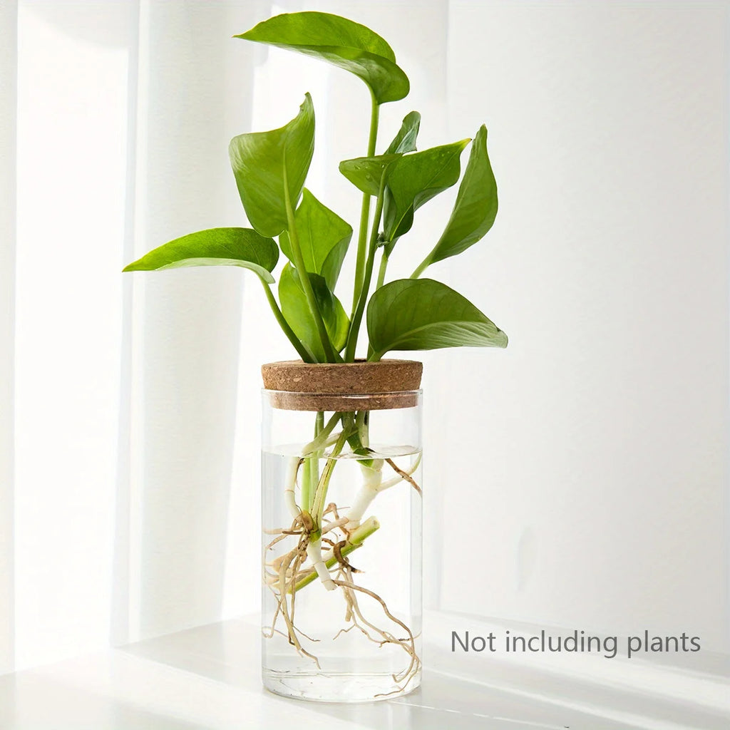 Elegante Glas-Hydrokultur-Vase