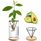 Elegante Hydroponic-Vase