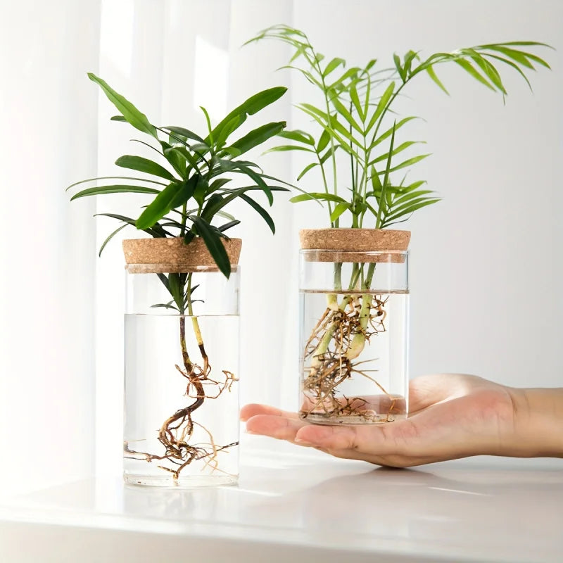 Elegante Glas-Hydrokultur-Vase