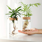 Elegante Glas-Hydrokultur-Vase