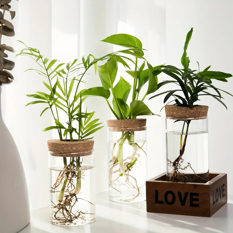 Elegante Glas-Hydrokultur-Vase