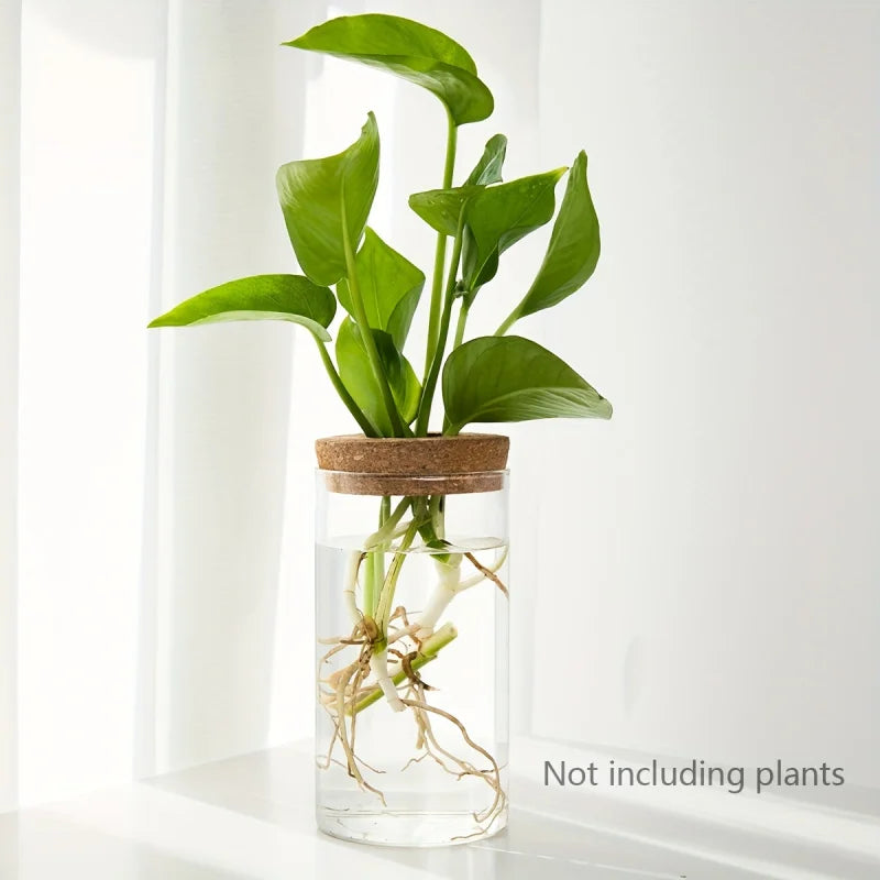 Elegante Glas-Hydrokultur-Vase