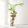 Elegante Glas-Hydrokultur-Vase