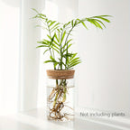 Elegante Glas-Hydrokultur-Vase