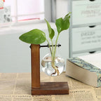Elegantes Hydroponic-Terrarium