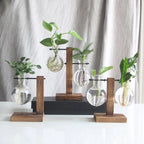 Elegante Glasterrarium