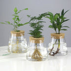 Elegante Hydroponic-Vase