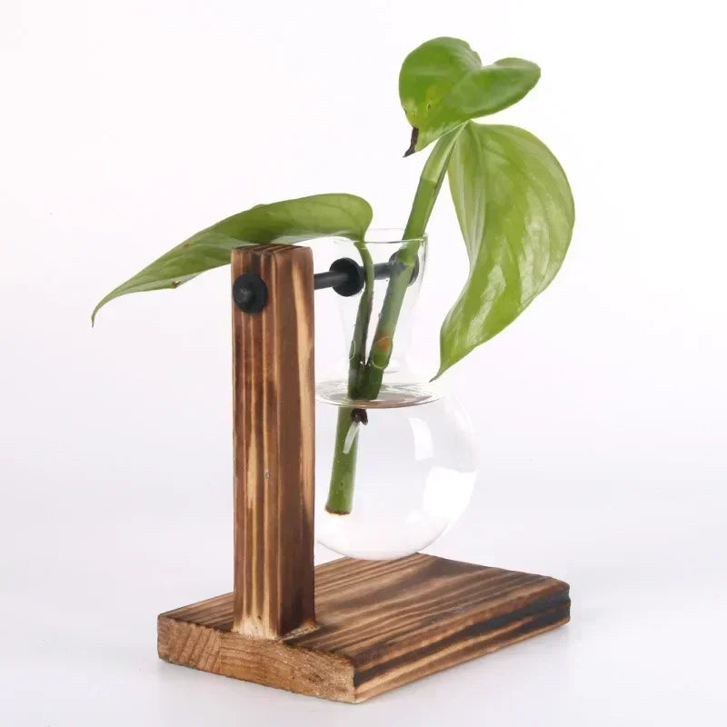 Elegantes Hydroponic-Terrarium