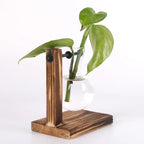 Elegantes Hydroponic-Terrarium