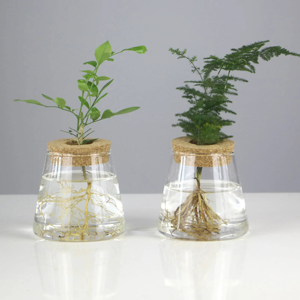 Elegante Hydroponic-Vase