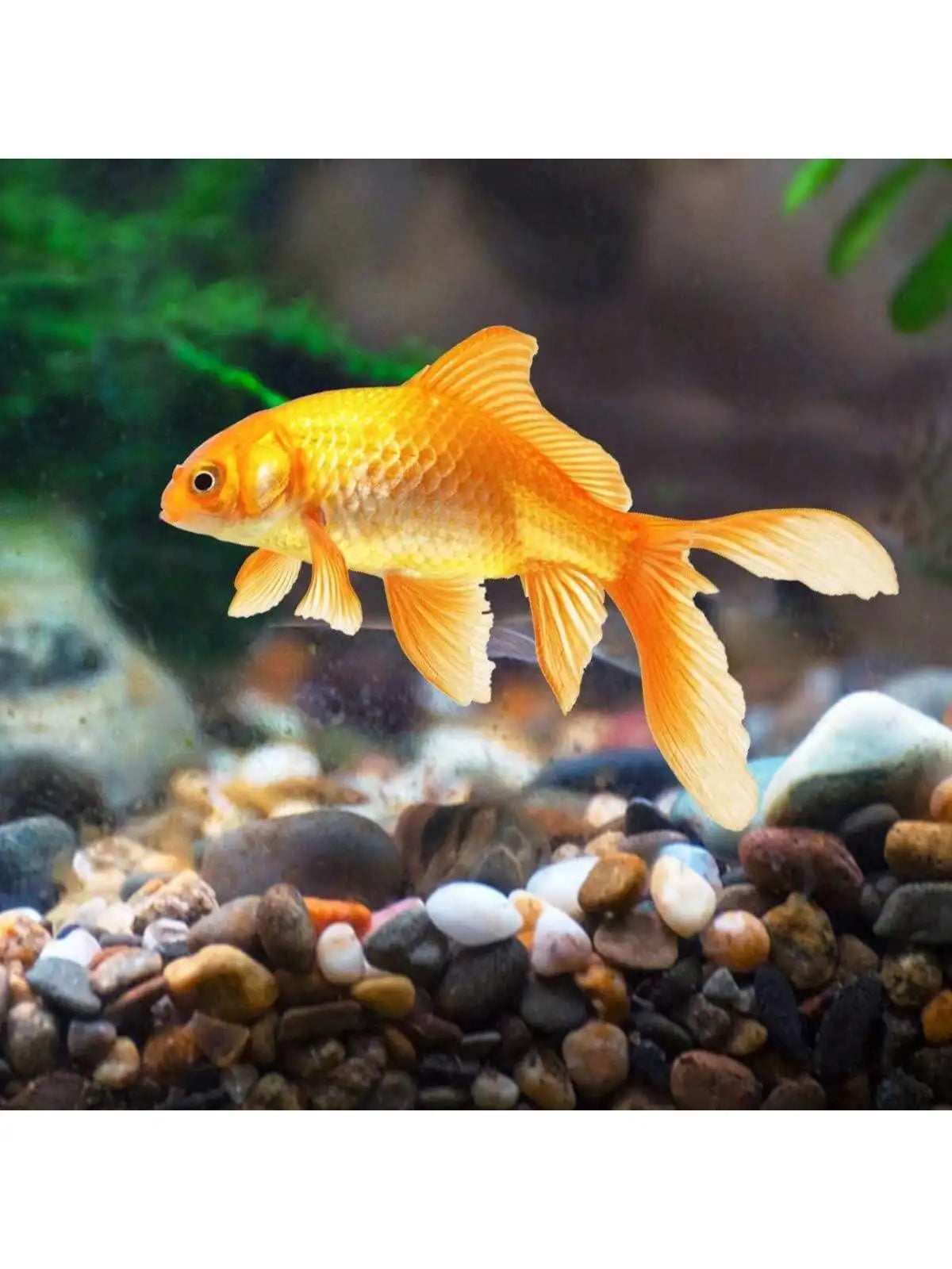 Natursteine für Aquarien und Gärten
