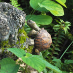 Niedliche Schildkröten-Dekofiguren