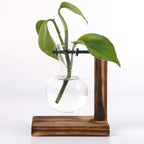 Elegantes Hydroponic-Terrarium